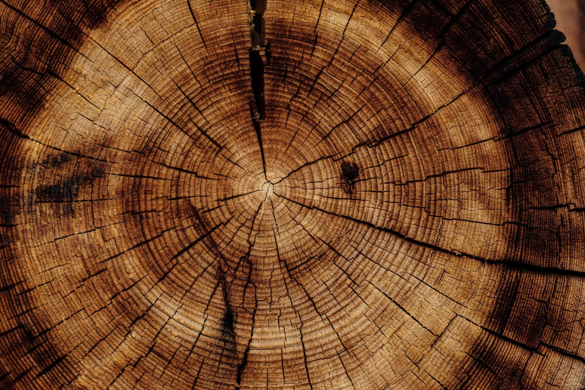 de vorm - what is wood veneer (1)